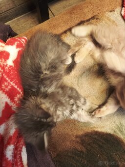 Mainská mývalí - 6