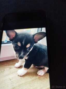 Prodám stěně čivavy - 6