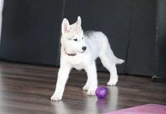 Sibírsky Husky s PP - 6