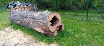 Klát Kmen Lípa Srdčitá - 6
