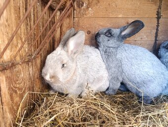 Prodám králíčky do chovu - 6