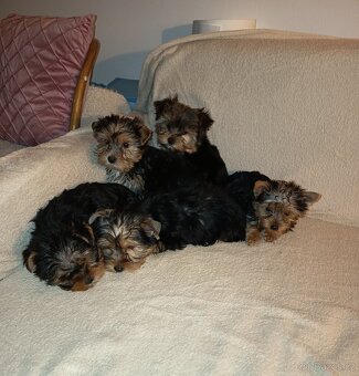 Jorkšírský teriér bez PP - 6