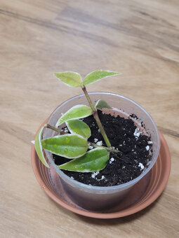 Pokojovky (Epipremnum, Hoya, Ludisia, Monstera, Orchidej) - 6
