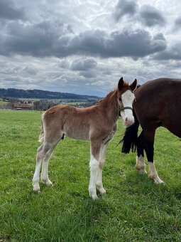 Letošní hřebeček Welsh Cob - 6