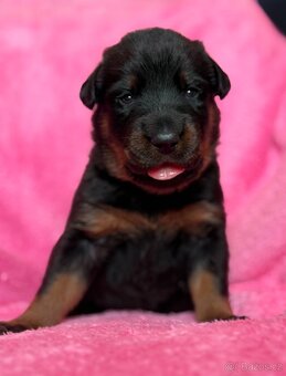 Beauceron štěńátka s PP ze zahraničního spojení - 6
