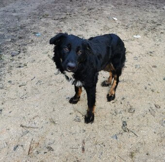 Štěňátka hledají nové domovy - 6