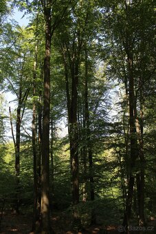Prodej nevytěženého lesa u Luhačovic - 3,25 ha - 6