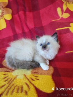 Ragdoll koťátka - 6