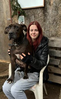 LEX K ADOPCI - skvělý parťák a mazel pro zkušené - 6