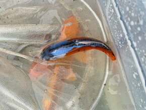 Koi kapr - 6