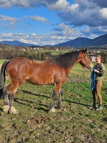 Krásná Welsh cob klisna - 6