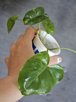 pokojová rostlina Philodendron různé - 6