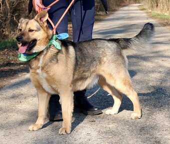 HAKIM K ADOPCI - 3 ROKY, KRÁSNÝ,PŘÁTELSKÝ,HRAVÝ - 6