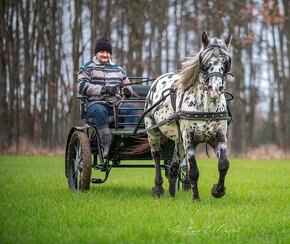 Appaloosa hřebec - připouštění - 6