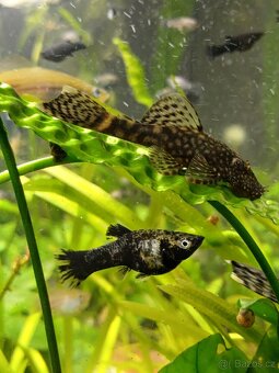 Prodej akvarijních rybiček, rostlin a šneků - 6