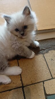 Krásná koťátka Ragdollů s PP - 6