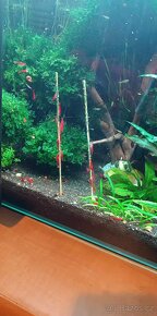 Krevetky Red Sakura - 6