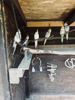 Korela chocholatá - 6