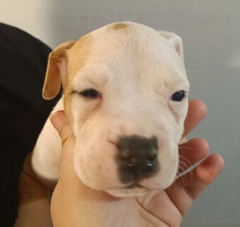 Štěňata americký stafordšírský teriér - 6