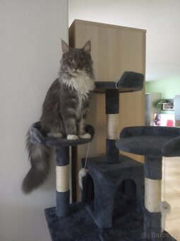 Kocourek ke krytí. - 6