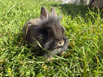 🐰🐰zakrslý králík 1x samec 1x samička - 6