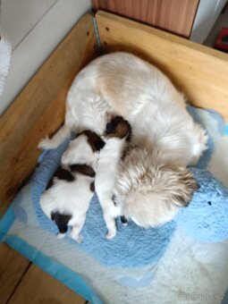 Shih-tzu - 6