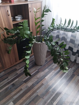 Prodám - Zamioculcas zamiifolia - Kulkas zamiolistý. - 6