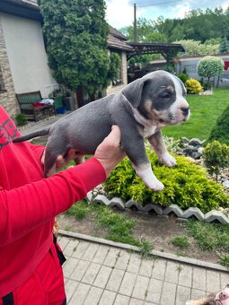 Štěně American Bully - 6
