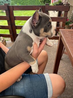 Štěně American Bully - 6