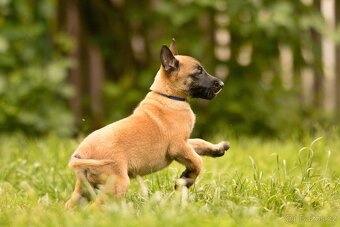 Belgický ovčák malinois s PP - 6