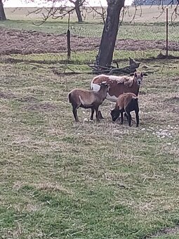 Kamerunske ovce- jehňata - 6