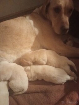 Čistokrevná štěňátka Labradora - 6