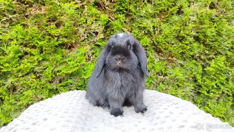 Zakrslý beránek, králíček, králík - ELLA - 6