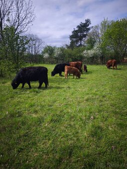 Aberdeen Angus, Highland - 6