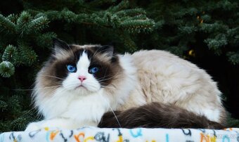 Nádherný kocour Ragdoll s PP - 6