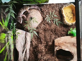 Geckon noční - 6