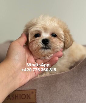 Chlapeček Maltipoo f1 - 6