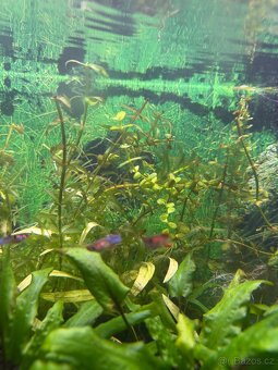 Akvarijní rostliny - 6