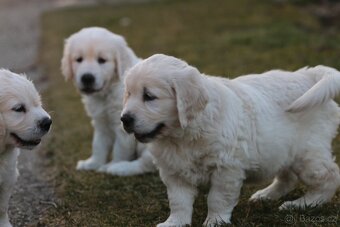 Golden retriever - psík s PP - 6
