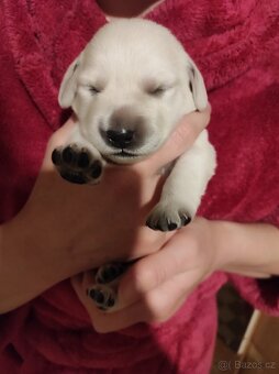 Štěňata labradorského retrívra - 6