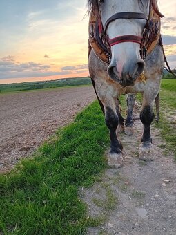 Chladnokrevnik X Percheron - 6