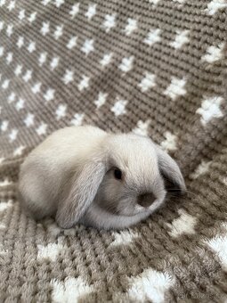 Mini Lop - beránek - 6