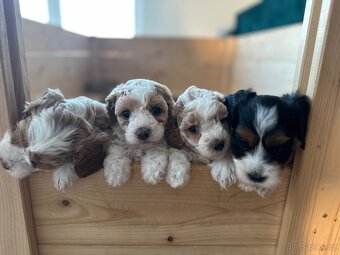 🐶 CAVAPOOCHON ŠTĚŇÁTKA – PRVNÍ VRH NAŠICH RODINNÝCH MAZLÍKŮ - 6