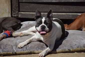 bostonský teriér  s PP  - modrý pejsek+ modrá holčička - 6