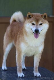 Shiba Inu s PP FCI - 6