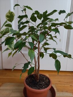 Ficus benjamina - 6