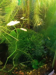 Endlerky Yellow tiger - 6