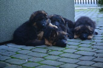 Nemecky ovcak  dlouhosrsty - 6