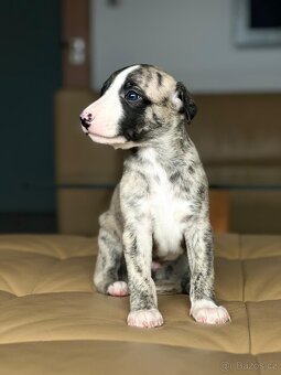 vipet/whippet štěňátka - 6