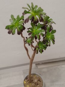 Prodám sukulenty Aeonium arboreum - 6